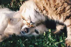 banner-pets-1